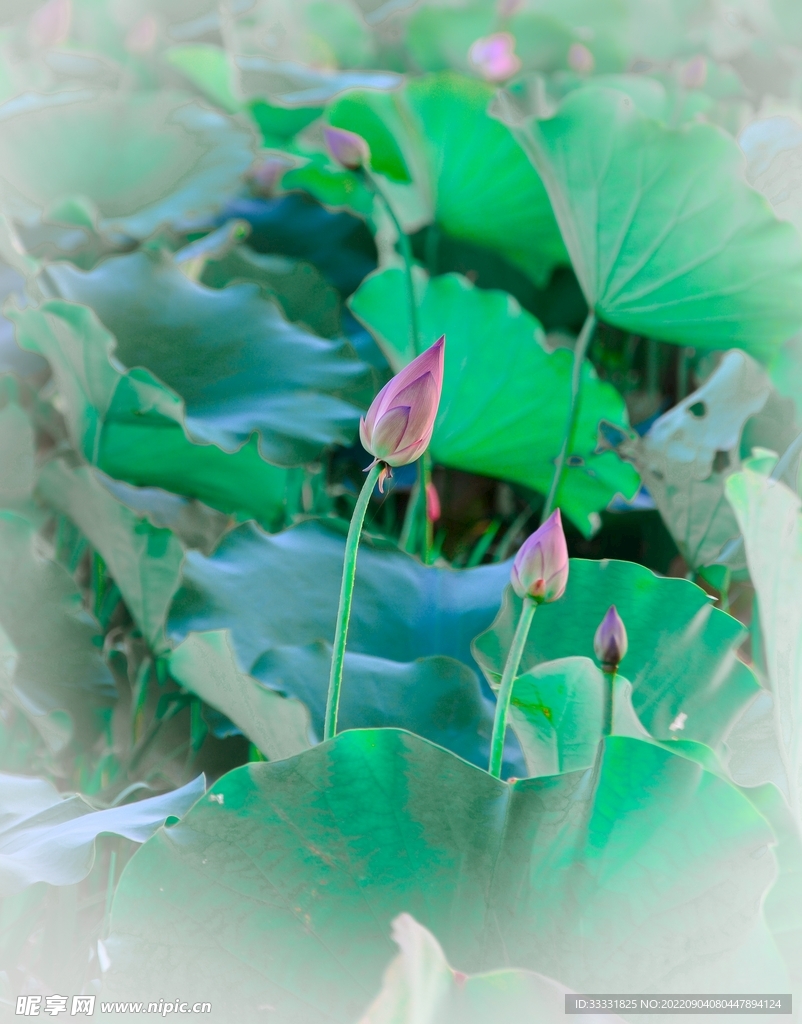 莲花