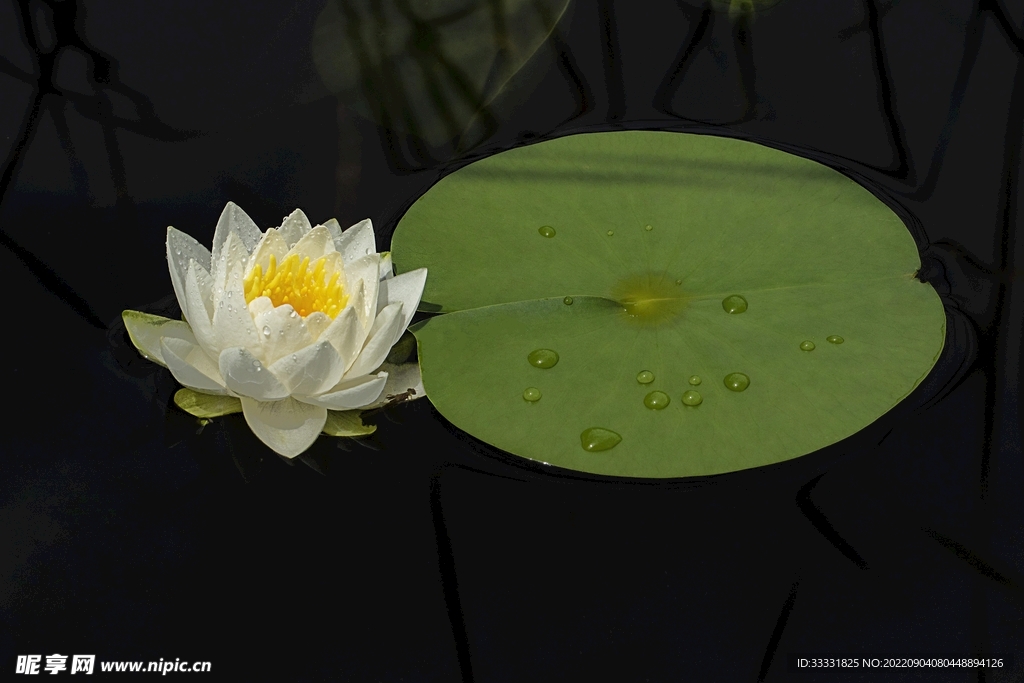 莲花