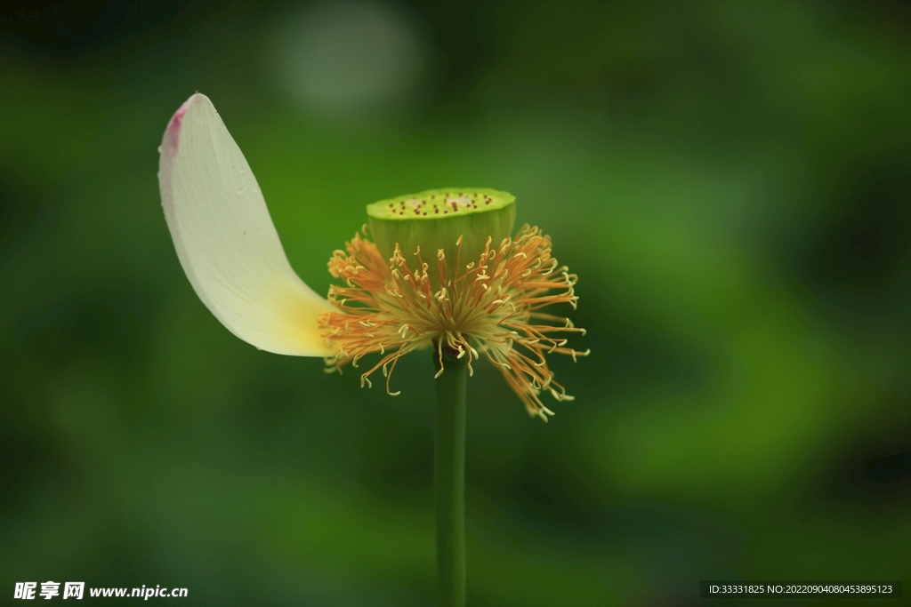莲花
