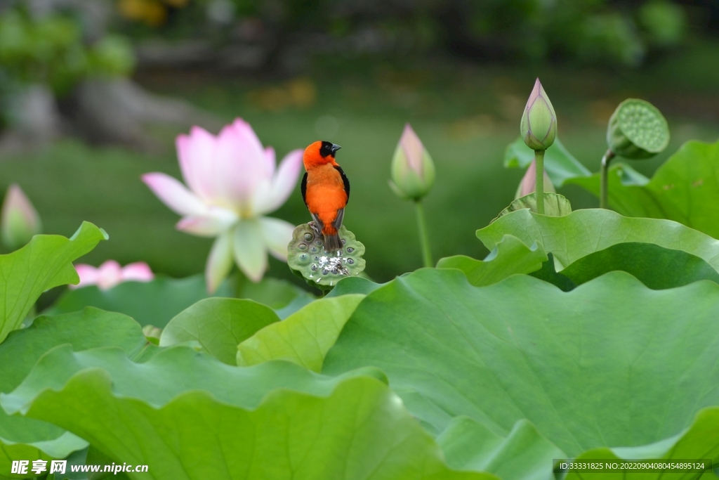 莲花