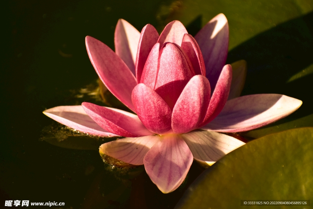 莲花