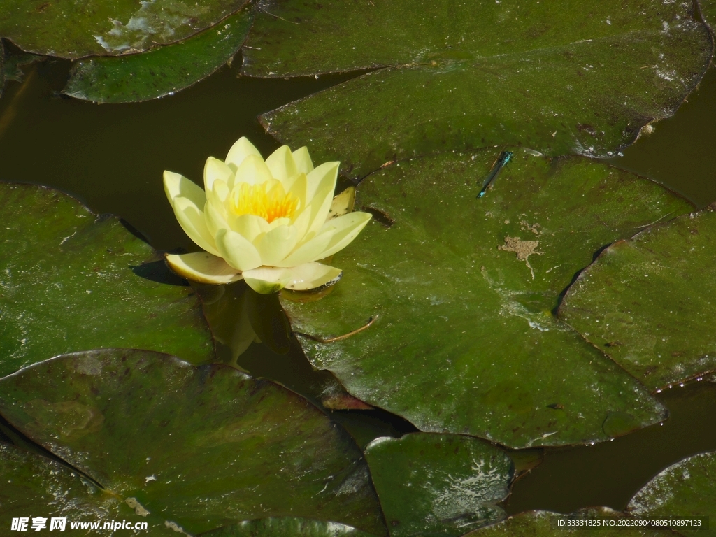 莲花