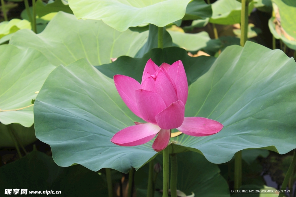 莲花