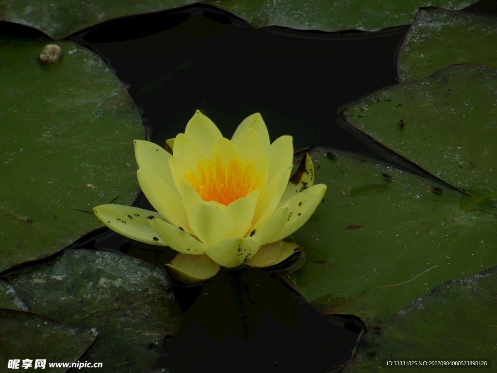 莲花