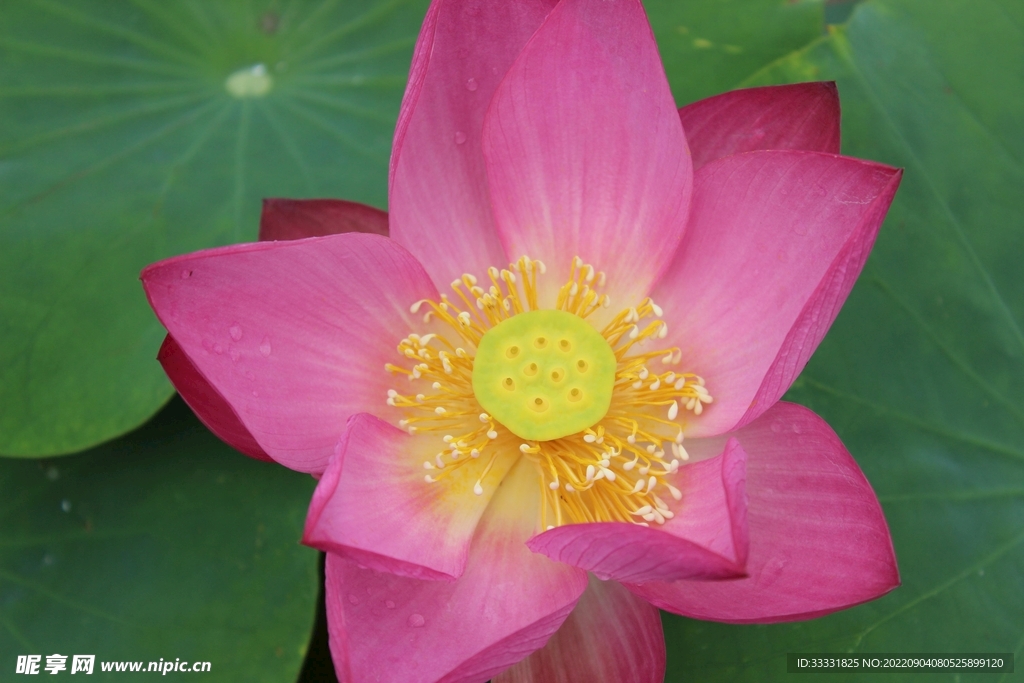 莲花