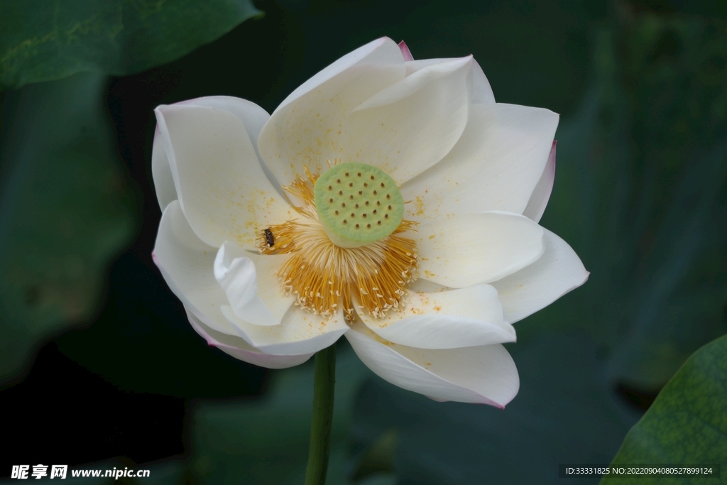 莲花