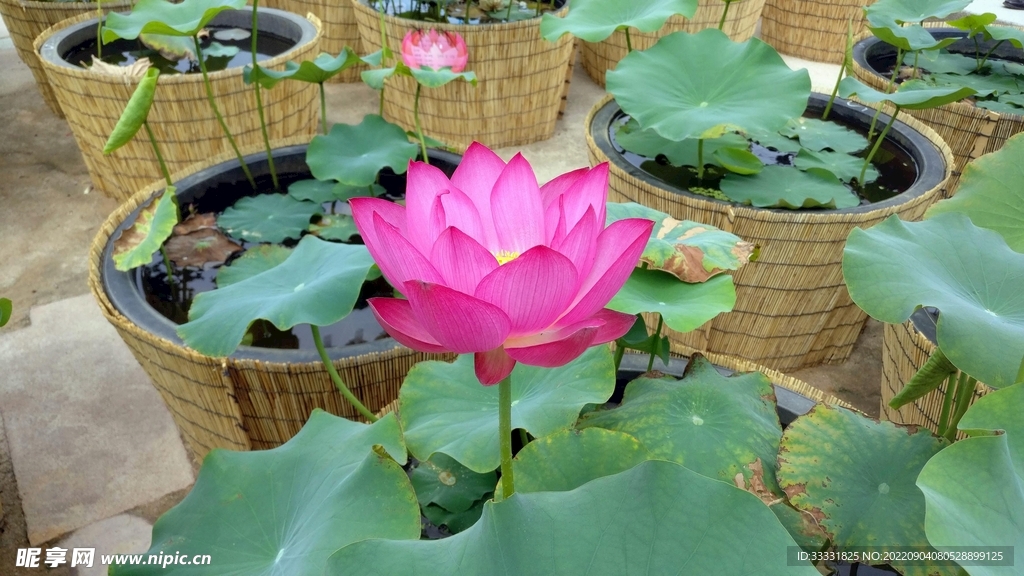 莲花