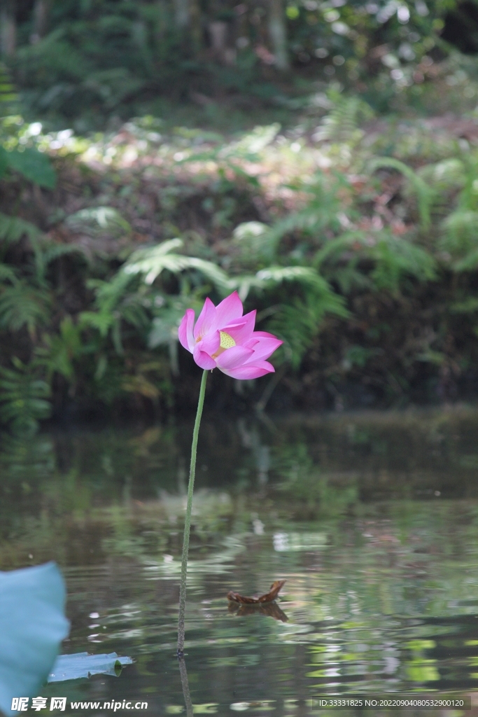 莲花