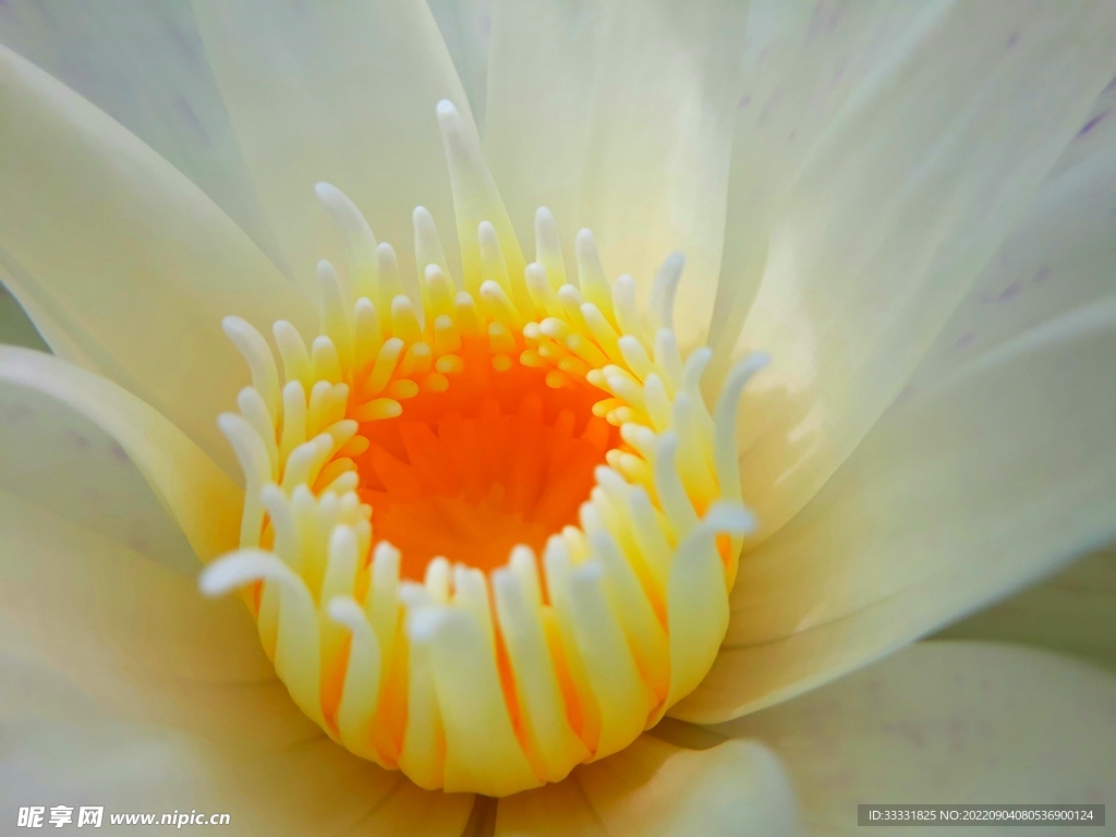 莲花