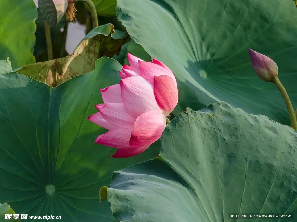 莲花