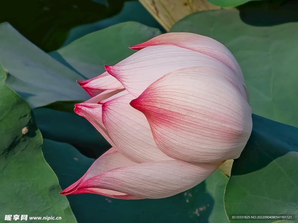 莲花