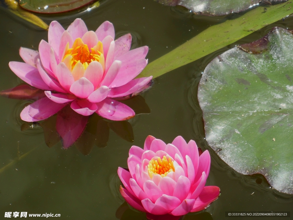 莲花