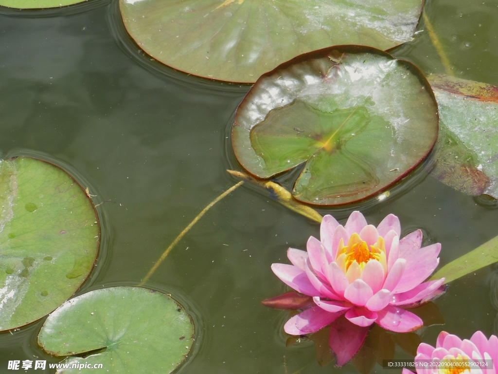 莲花