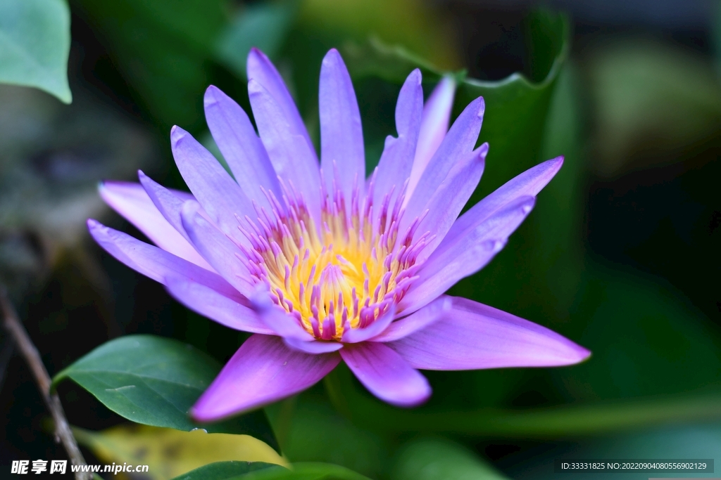 莲花