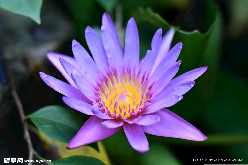 莲花