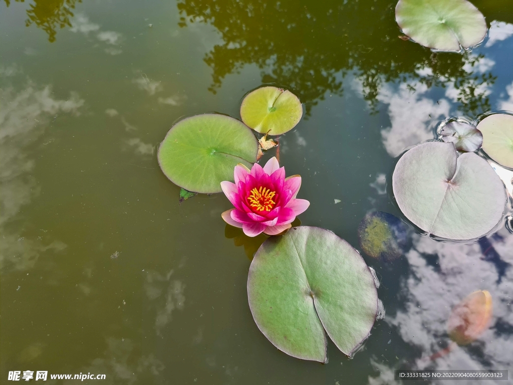 莲花