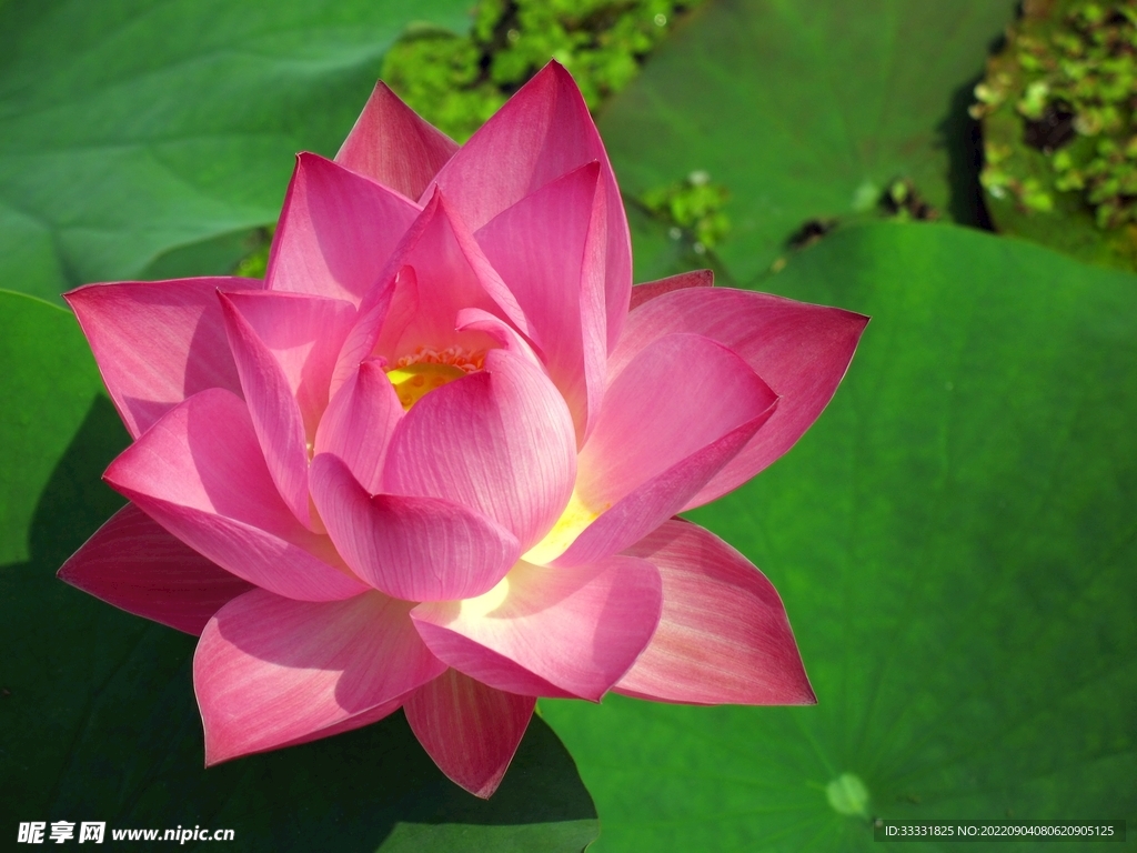 莲花