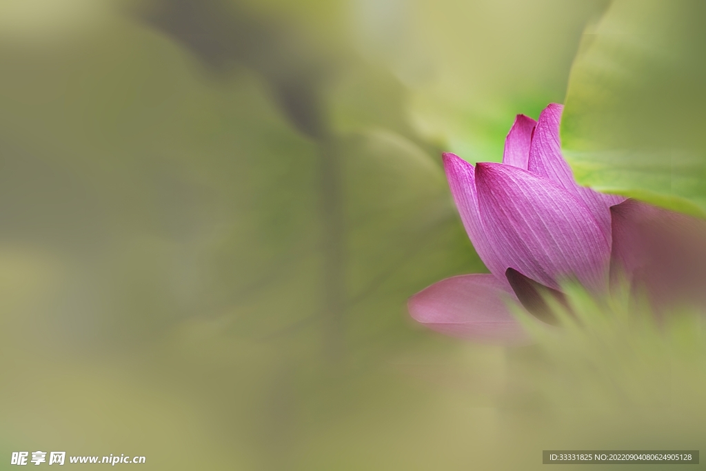 莲花