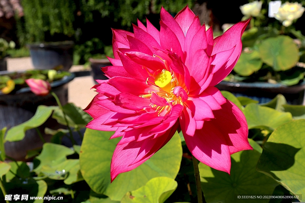 莲花