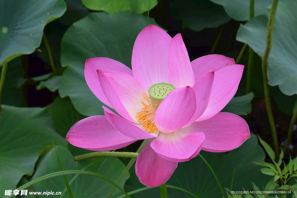 莲花