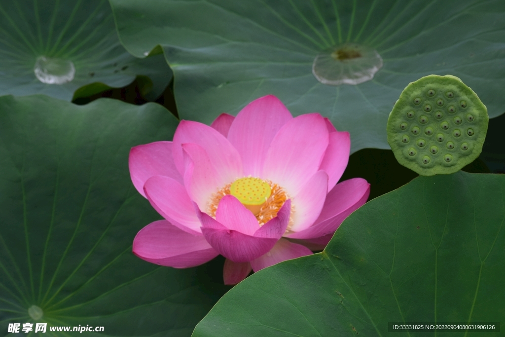 莲花
