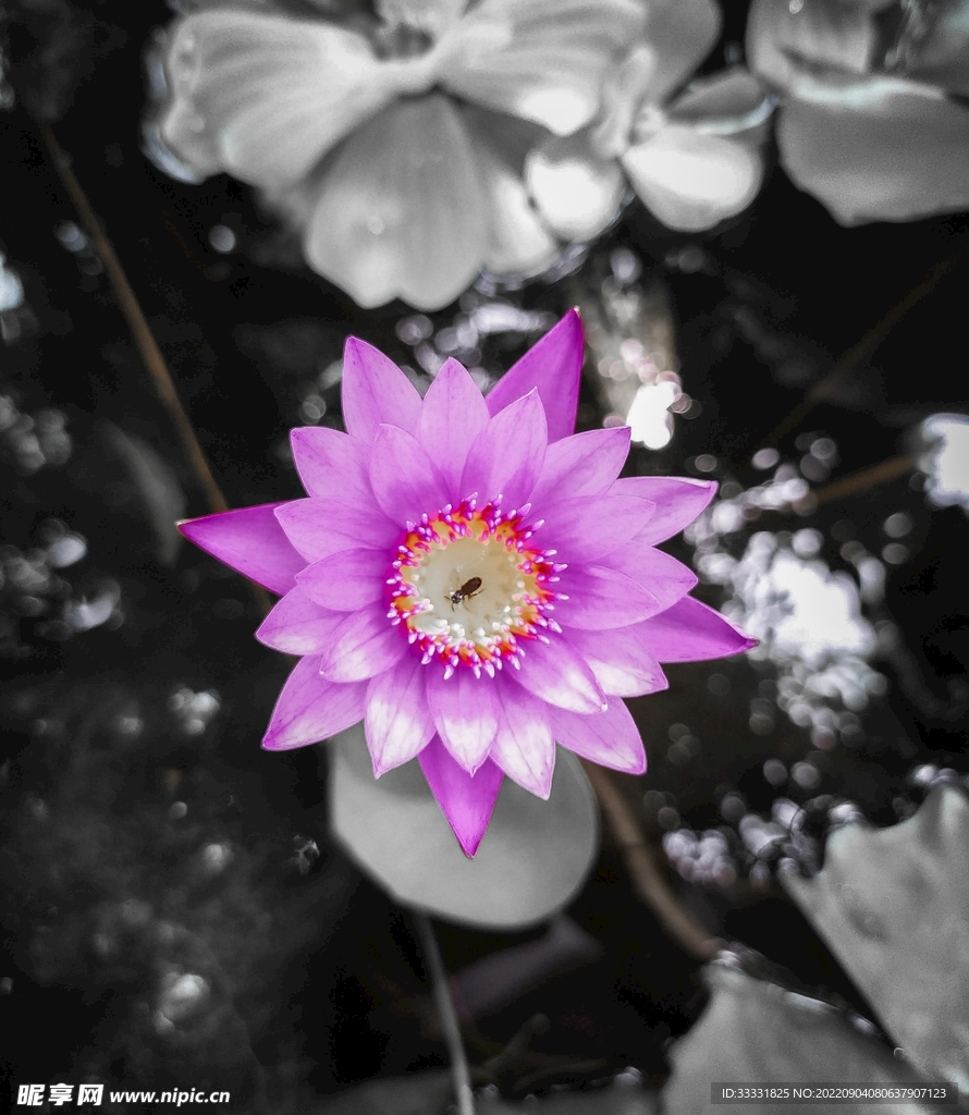 莲花