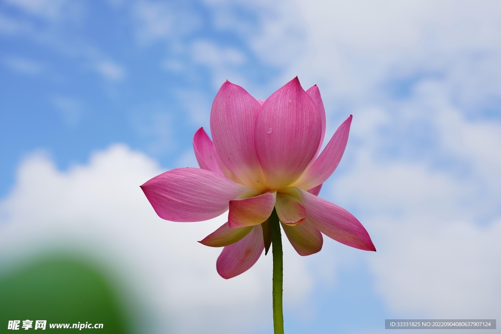 莲花