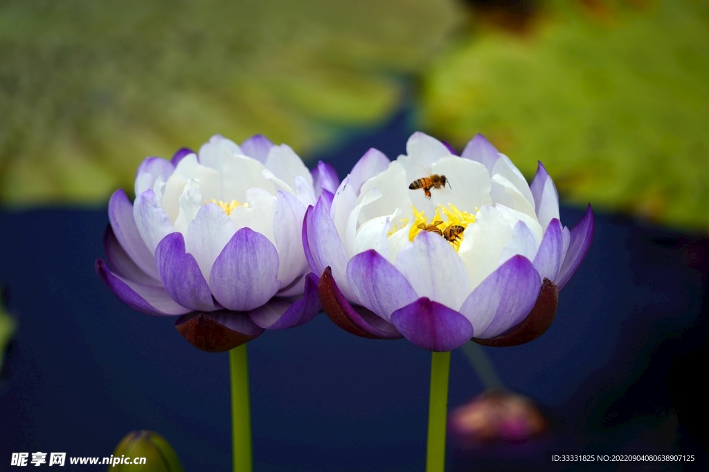 莲花