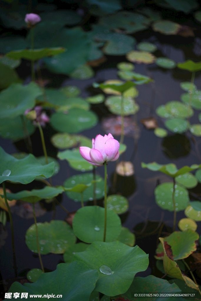 莲花