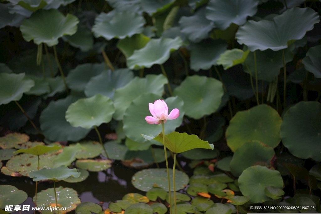 莲花