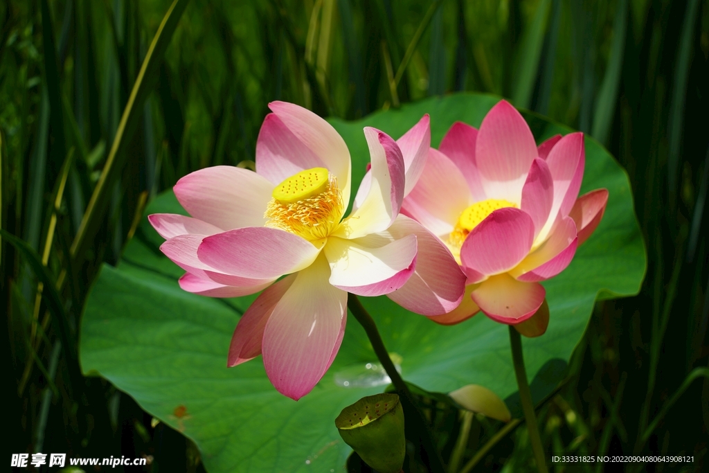 莲花
