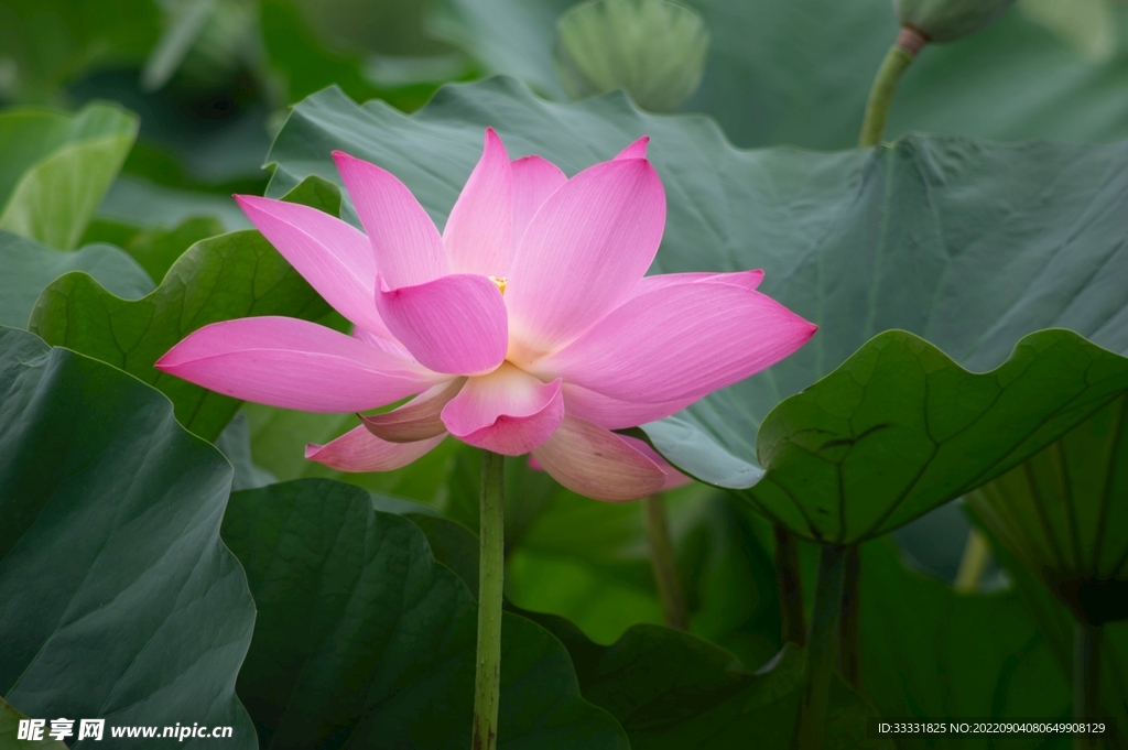 莲花