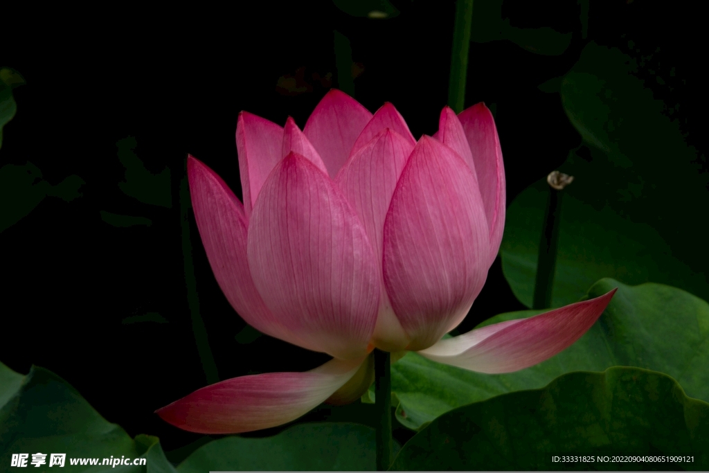 莲花