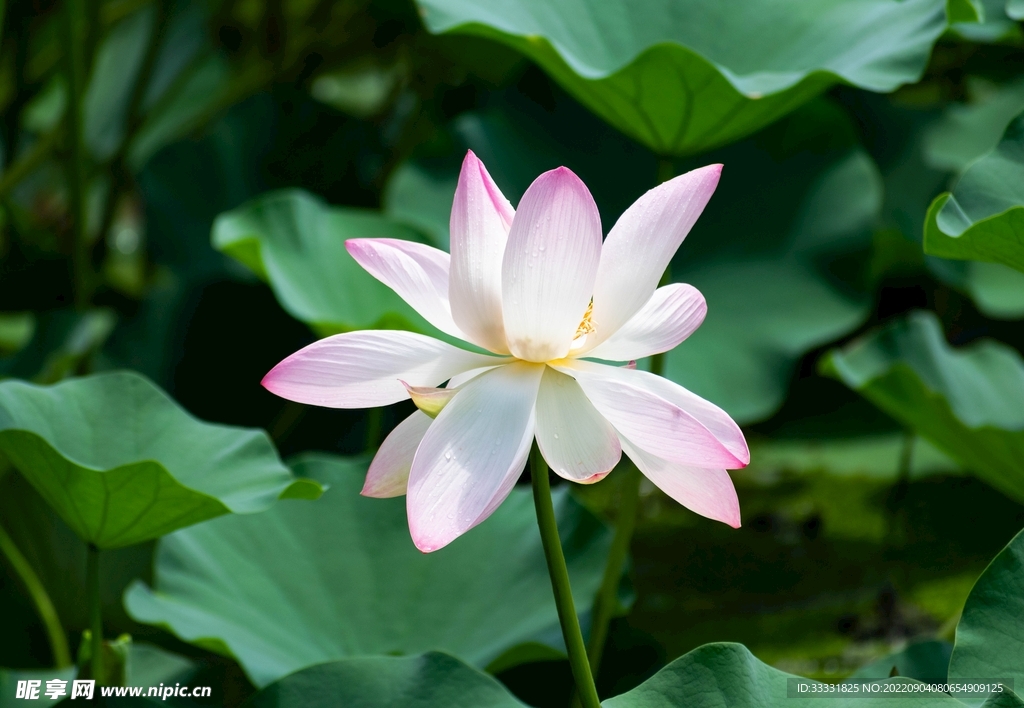 莲花