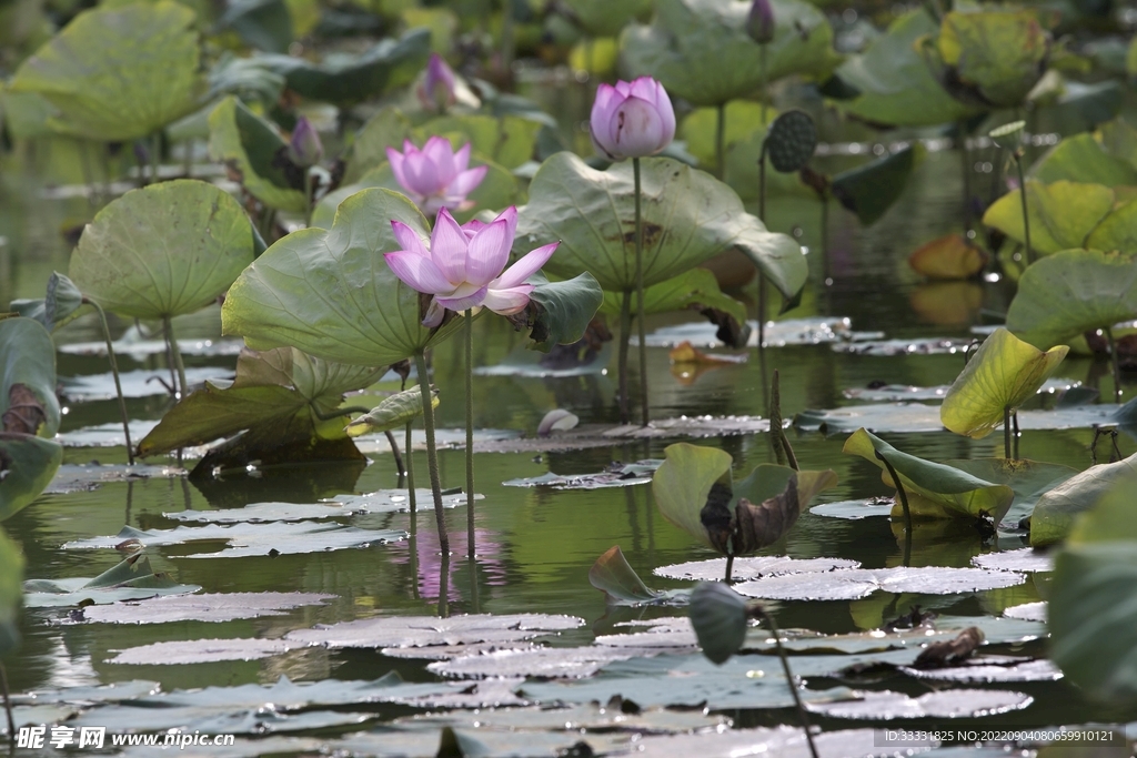 莲花