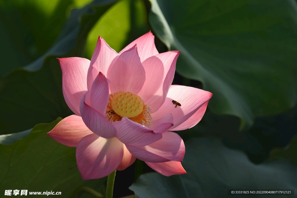 莲花