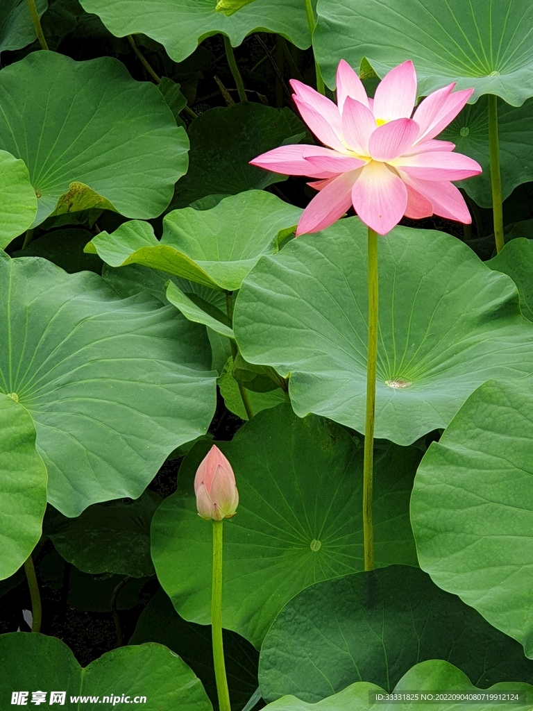 莲花