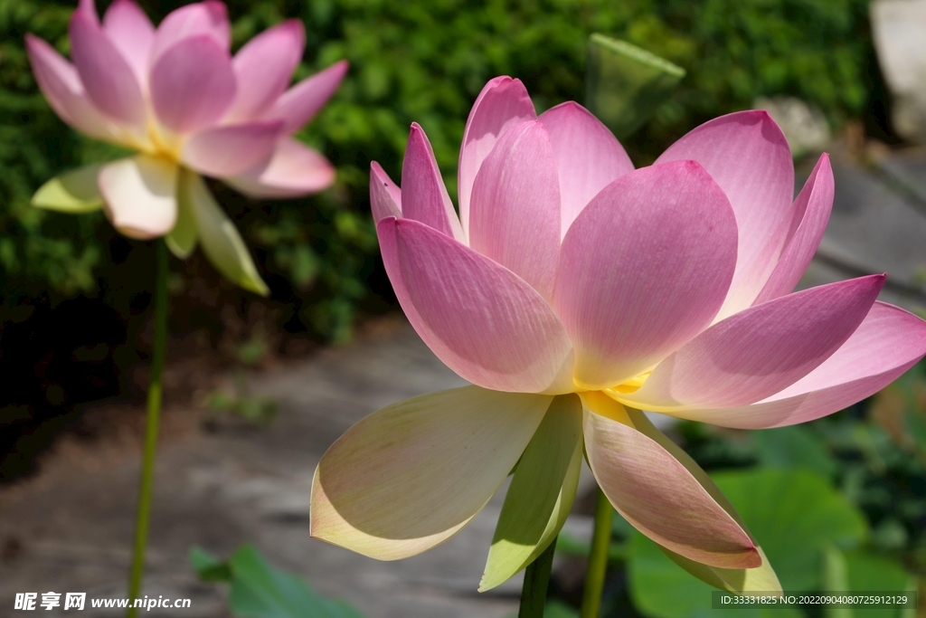 莲花