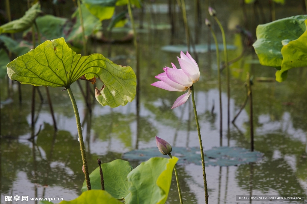 莲花