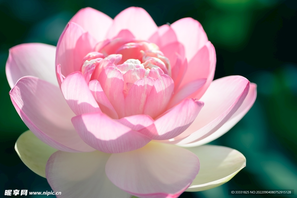 莲花