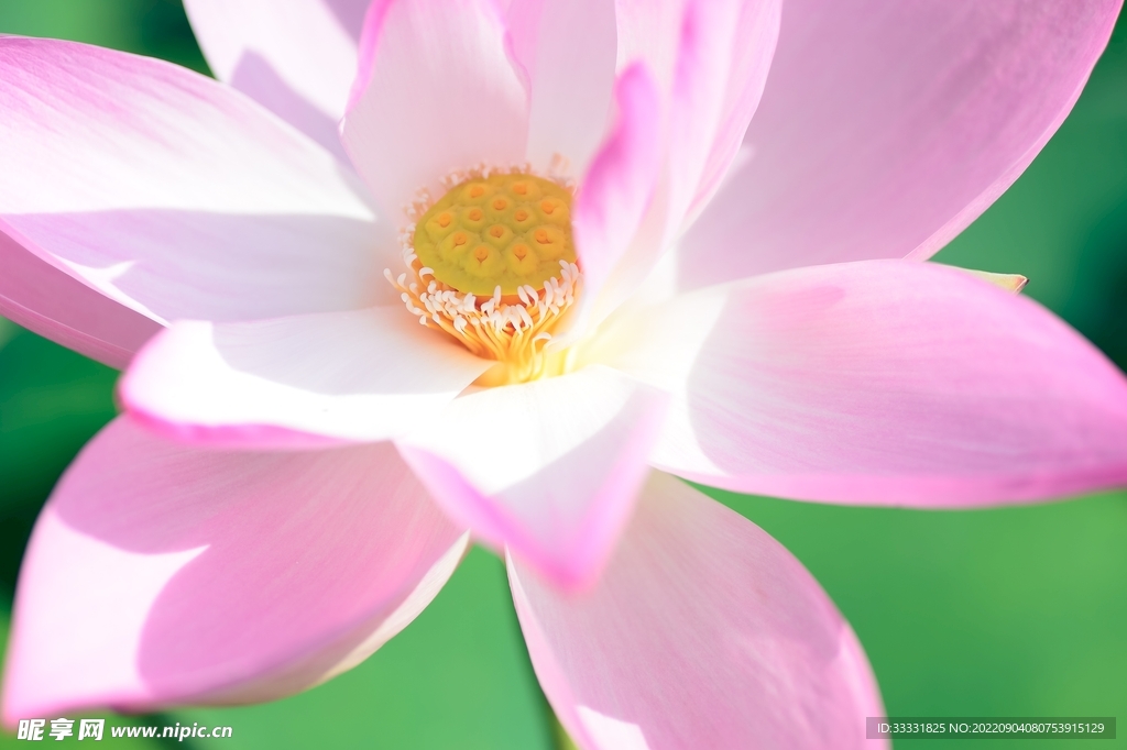 莲花