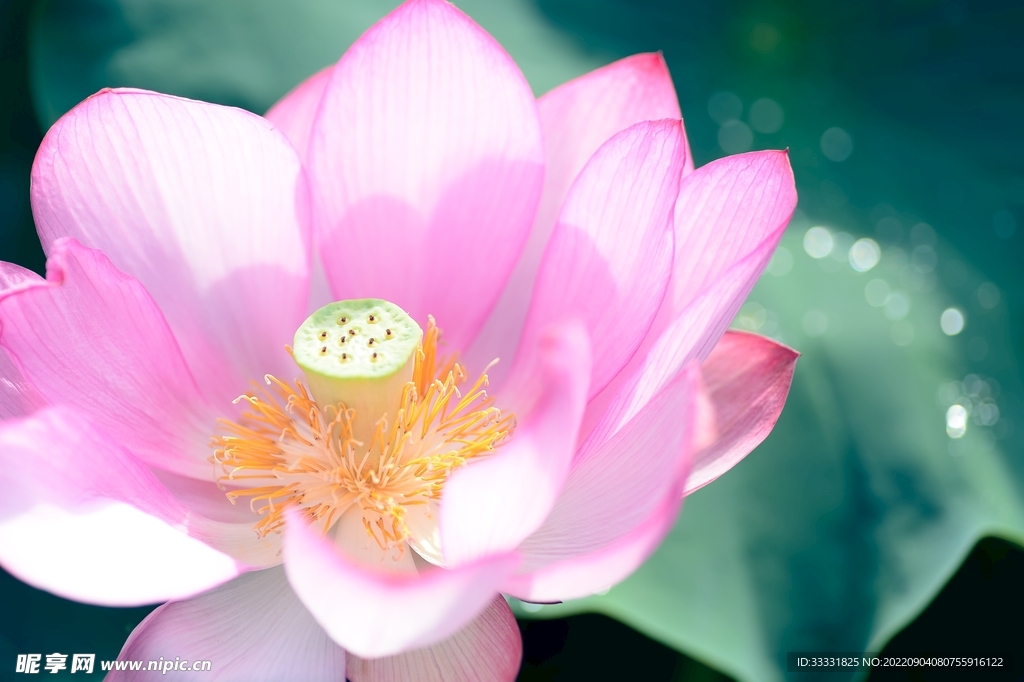 莲花
