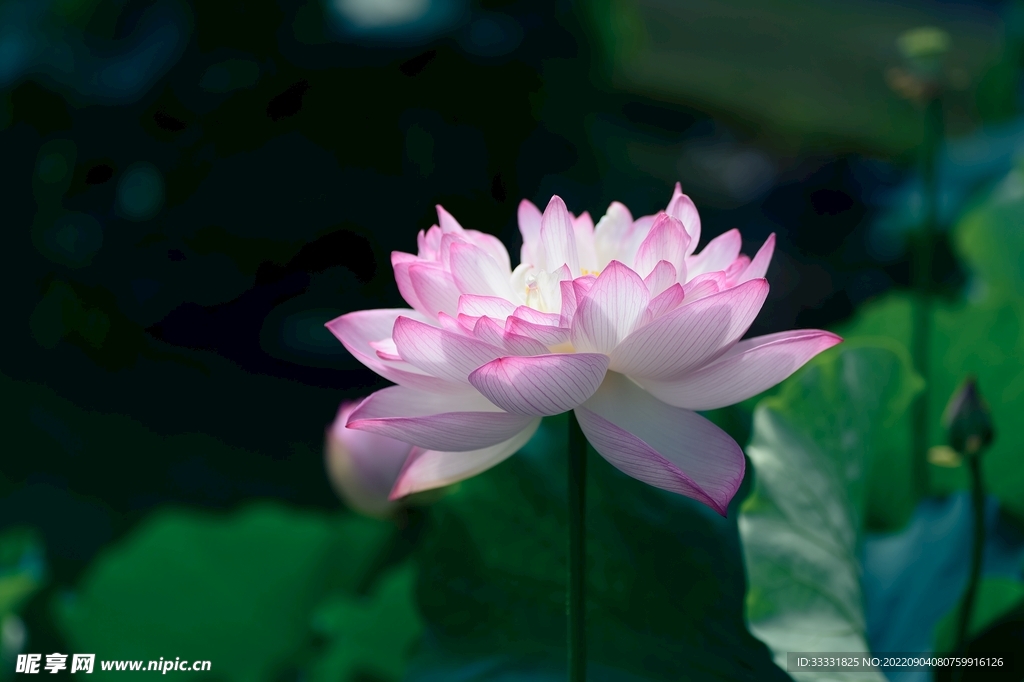 莲花