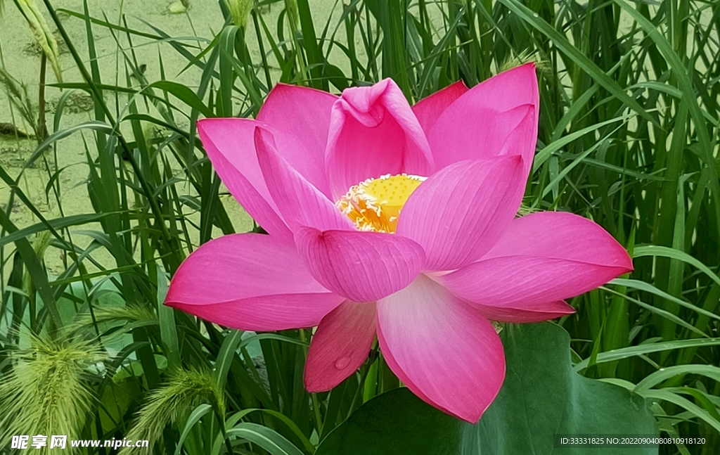 莲花