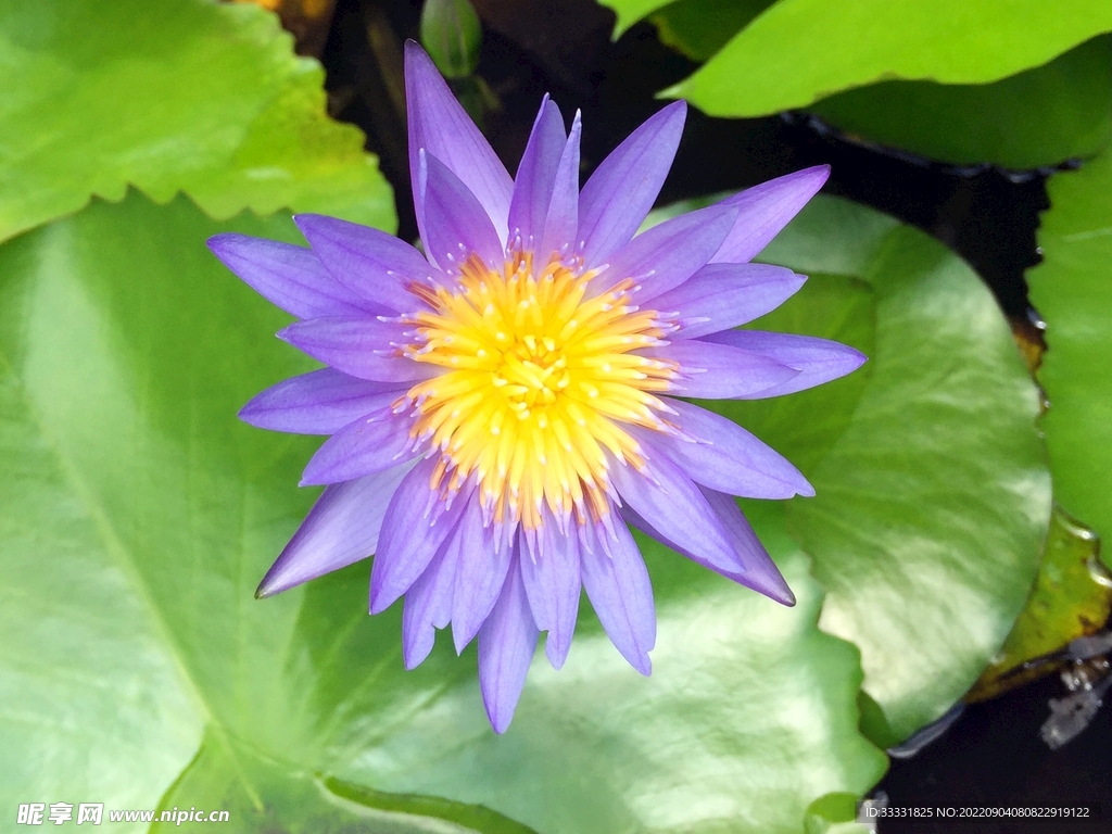 莲花