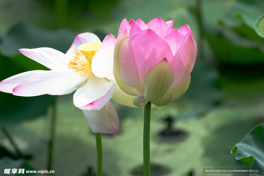 莲花
