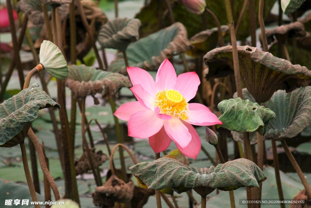 莲花