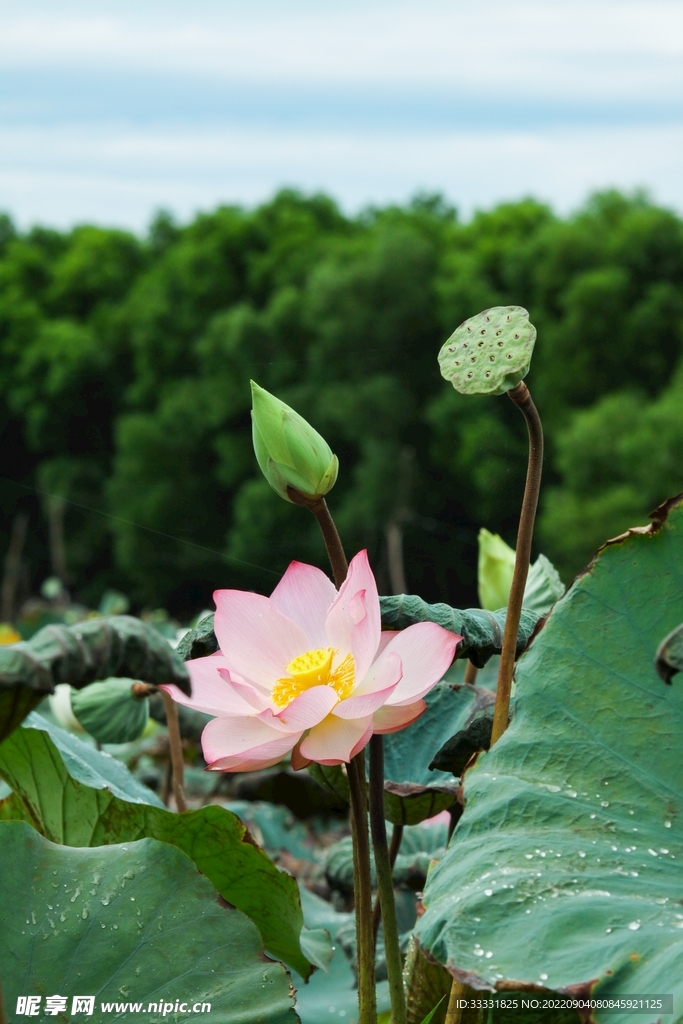 莲花