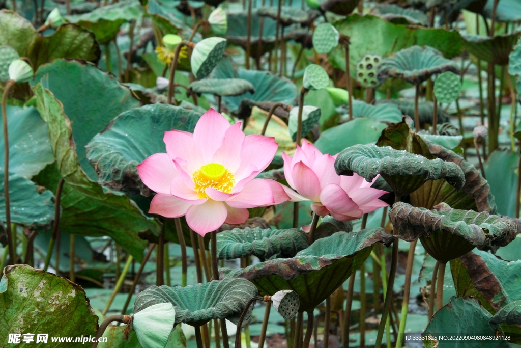 莲花