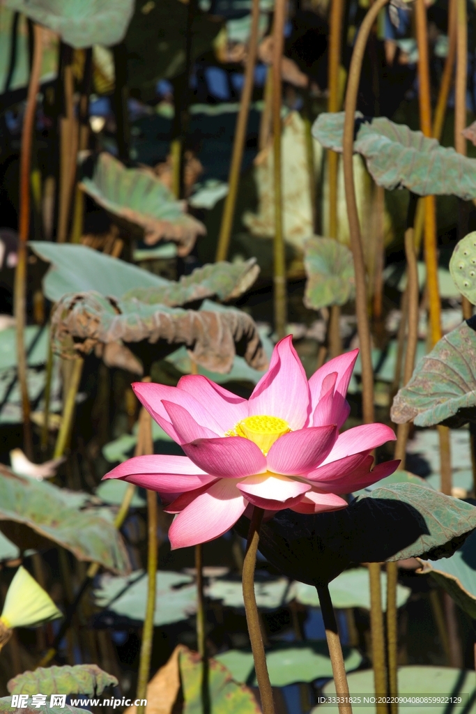 莲花